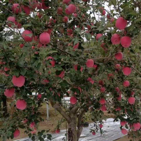 金秋十月  苹果飘香