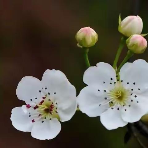 方羽娴诵读小散文《梨花》