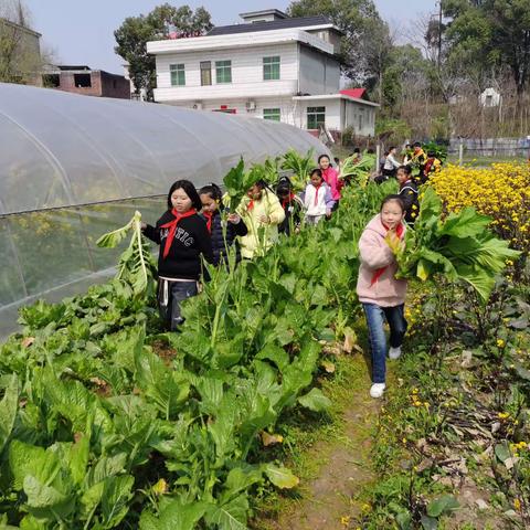 乐享劳动   淬炼成长  ——宣风镇中心学校六年级组制作本土民间传统美食搓菜