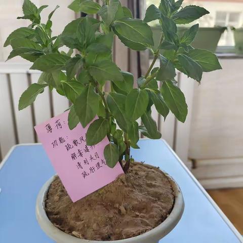 乌兰学校“盆栽种植中草药” 一一植树节系列活动