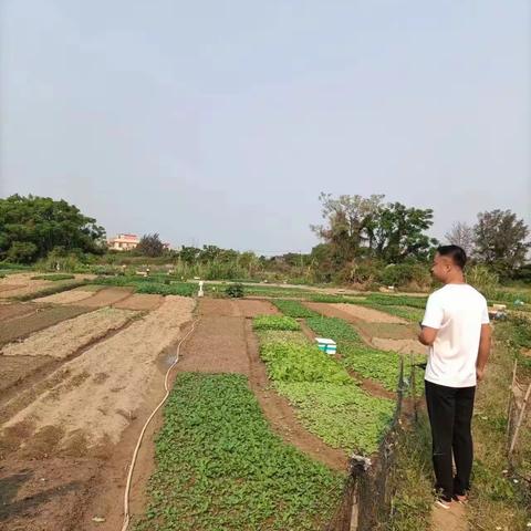 东营村开展非法种植制毒原植物踏查专项行动