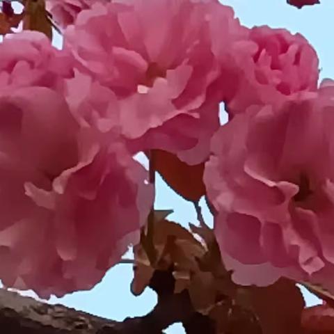 温馨美丽的校园