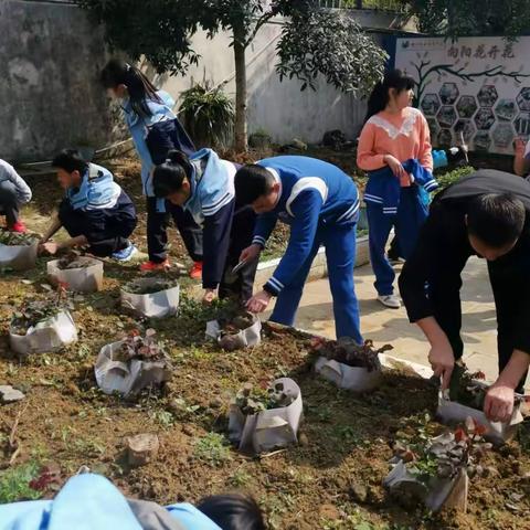 美化校园  除草护绿