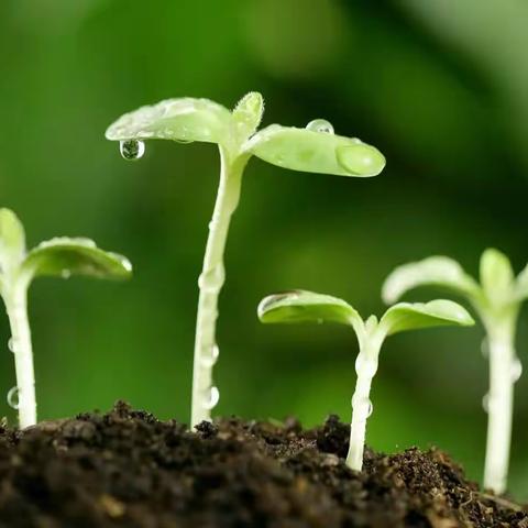 播“种”希望，共“植”未来——小二班种植活动（上篇）