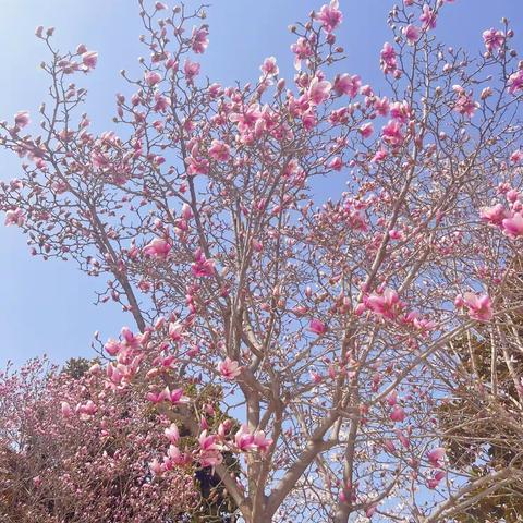 人间三月芳菲始•春日最美是校园-谷营镇齐场小学一周工作纪实