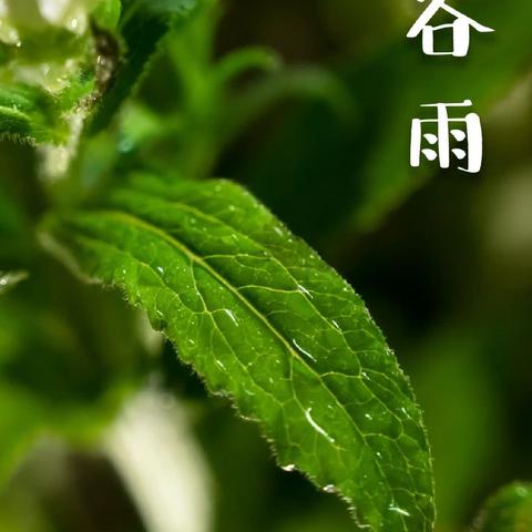 【全环境立德树人】谷雨轻舞：春雨的诗意与生机——师范附小教育集团崇文校区五年级组“谷雨”节气主题活动