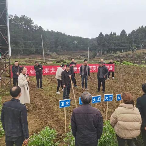 进化镇召开2023年玉米大豆复合种植带现场会