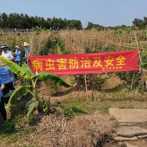 豇豆安全生产技术培训和监管