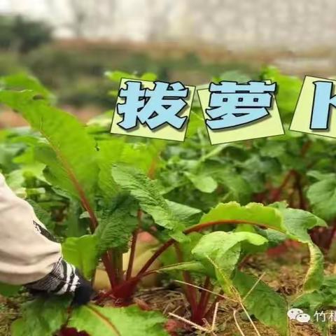 中班实践课程《拔萝卜》