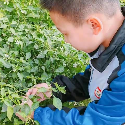 喜迎国庆，快乐中秋——永清县第二中学劳动实践活动