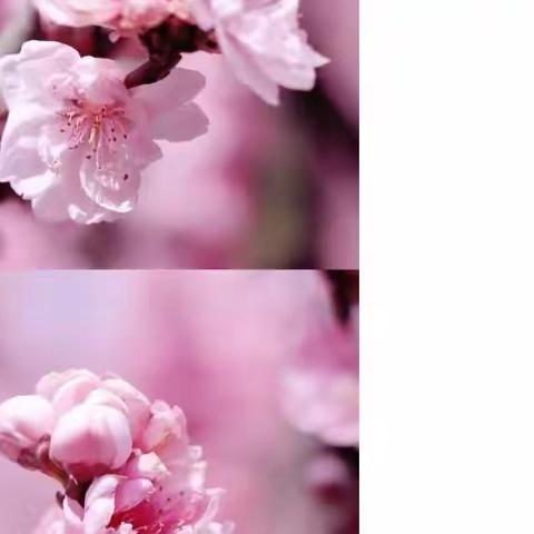 桃花一簇开无主    可爱深红爱浅红——闫伟兰乡村首席教师工作室粉笔字周周练活动(一)