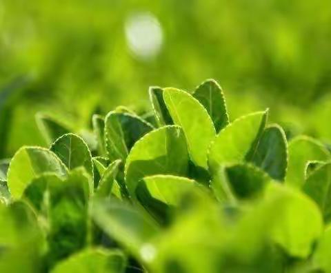 夏日虽炎炎，甘泉入心田——记舞钢市初中物理教师暑期全员培训