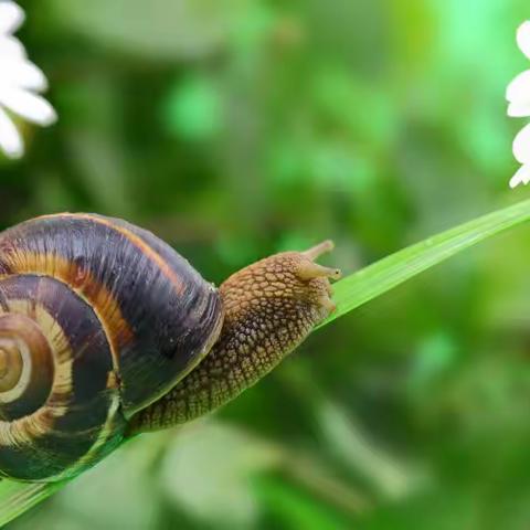 《蜗牛的后花园》🐌