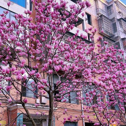 《大二班🧚‍♀️春日赏花🌸》