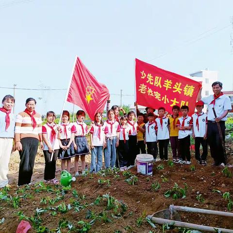 我劳动  我快乐 我幸福——平桂区羊头镇老柱完小开展“庆五一”校外实践活动