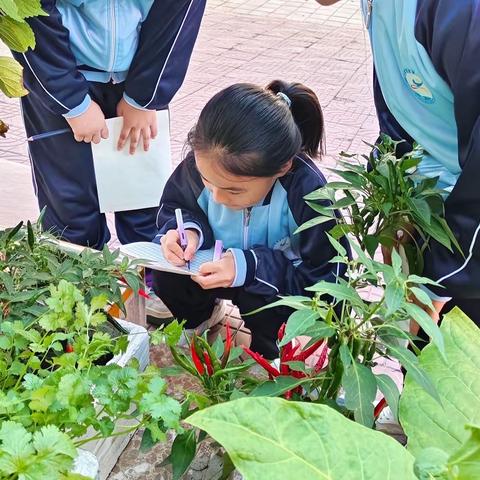 太空种子在六小收获啦！﻿——第六小学劳动实践课程之太空种子成果展示