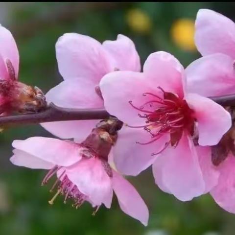 发现春天  感悟美好