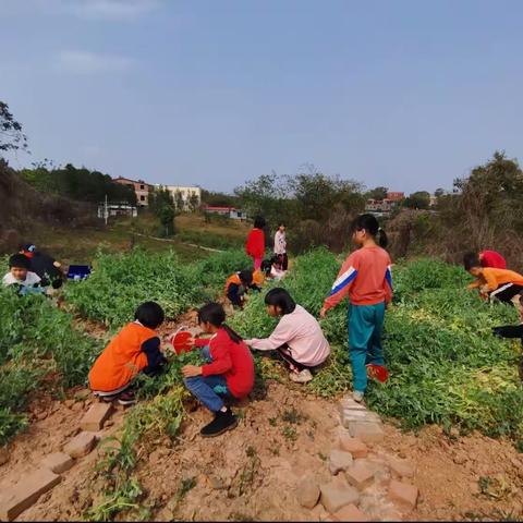 劳动励心智，实践促成长 ——集义小学三年级劳动教育实践基地活动纪实