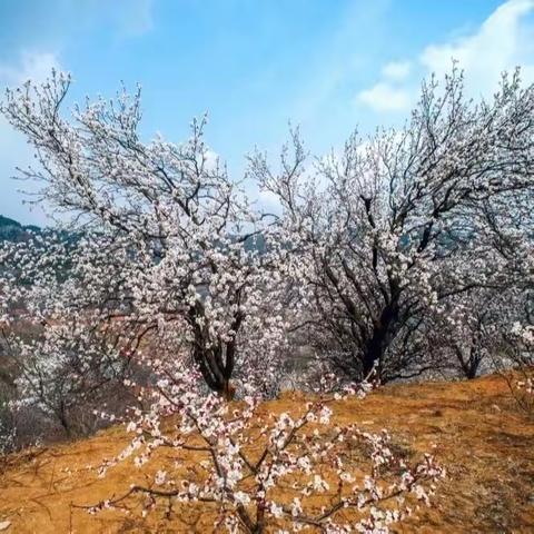 “走进杏花林，秀出我风采”诸葛镇第四中心新安幼儿园杏花节开幕式演出活动