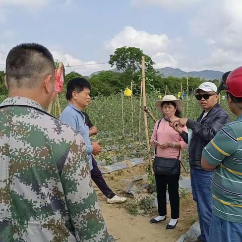 做好豇豆农药科学使用，保障百姓餐桌安全