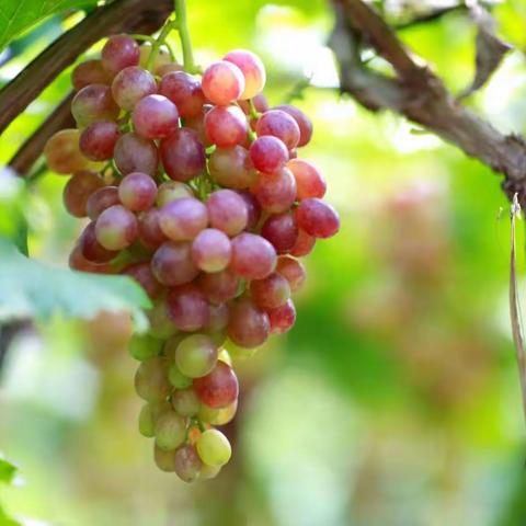 彩泥小葡萄🍇——肥城市实验幼儿园（西园）桃苗十班