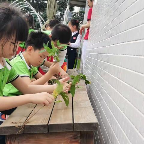 种植园里大发现——协和幼儿园岭南园区大一班