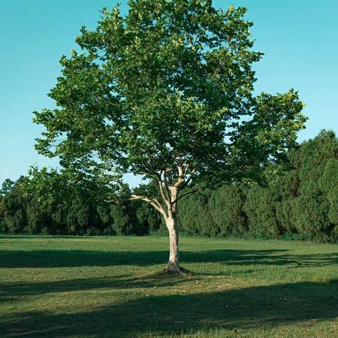 “画一棵小树，绿一方净土🌱”-白雪花都幼儿园蒲公英班