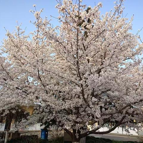 殷都区洪河屯乡大正学校“诵花  赏花  赞花”活动