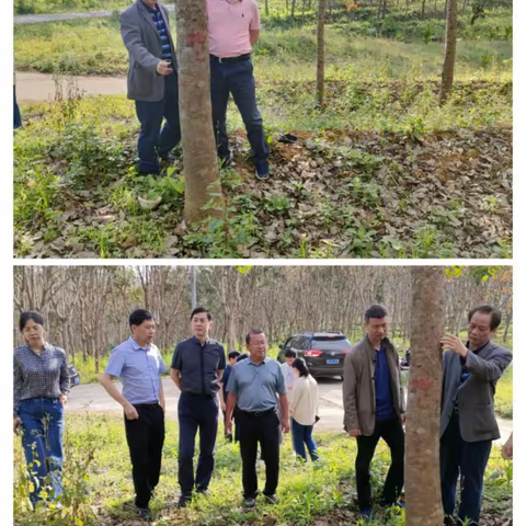 树立示范标杆       乌石分公司标准化胶园建设通过国家验收