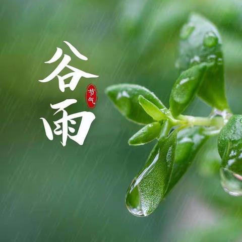 “雨生百谷，时至暮春”——中新幼儿园24节气之谷雨活动