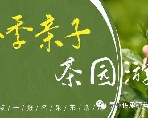 【凤凰湾园】3月25日春季亲子茶园游学开始报名了！