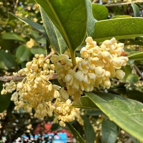 桂花馥郁，浪漫不息