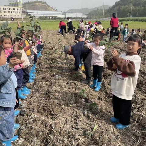 嗨！茄子——钦堂中心幼儿园中二班种植故事