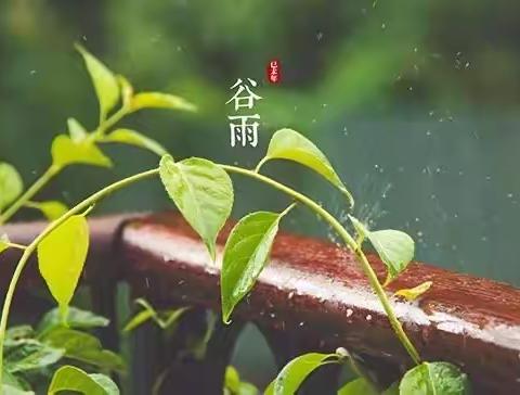 谷雨时节识谷雨———可儿幼儿园谷雨节气