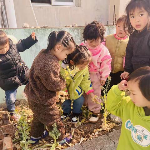 春晓幼儿园小一班————种植园地，植物角《薄荷》