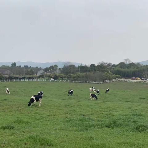 走进奶牛场🐄，亲近大自然—宝贝之星幼儿园香蕉班春游记