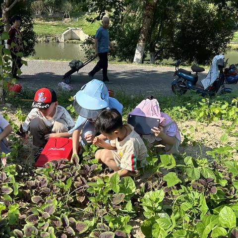 德育固本｜小小种植园 ，收获满心间——站塘校区晨曦、乐学中队劳动采摘活动