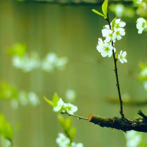 “屛分春色，不负韶华”——【二十四节气】·春分篇