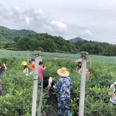 第四届宜黄曹山蓝康园果蔬家庭农场开园啦！