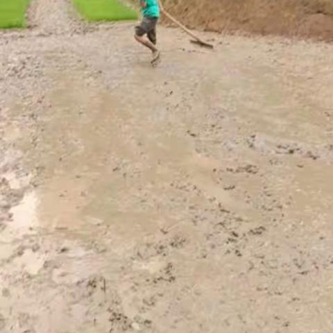 劳动砺心志，实践促成长——容县黎村镇新塘小学社会实践活动纪实