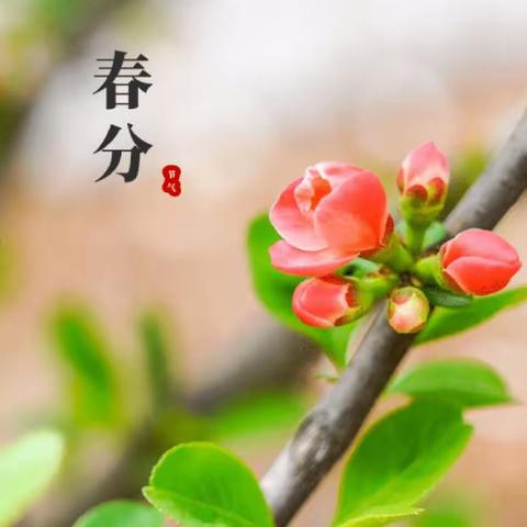 🌸🌸春分春分，快乐不分🌸🌸——新泰市楼德镇幸福佳园幼儿园•太阳☀️四班“春分”节气主题活动