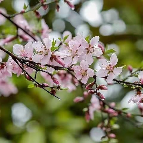 摘一束鲜花，奔赴春日新程——东辛店镇中心小学幼儿园春分主题教育活动