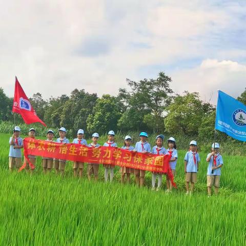 合肥师范附小肥东分校二（10）班—“体农耕 悟生活 努力学习保家园”暑期实践主题活动