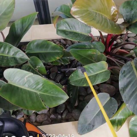 【绿盾科技】2023年04月（19日09：00 至20日01：30）亚特兰蒂斯酒店日常工作报告