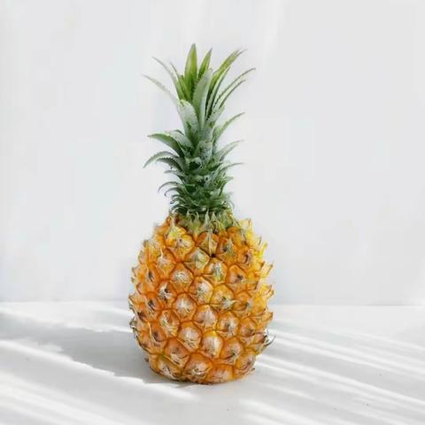 《菠萝🍍》