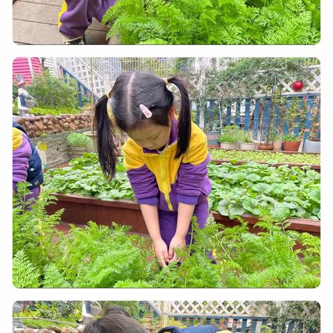 紫荆花锦绣幼儿园中一班采摘&美食活动——“可爱的胡萝卜”