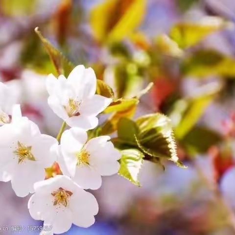 学思悟道，笃行致远——云冈区西花园第一小学跟岗培训