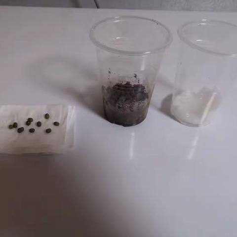 绿豆在水里或土壤里都能长出豆芽吗？