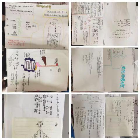 准五中307班生物思维导图展示