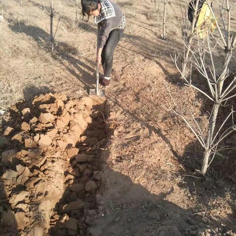 红领巾爱劳动，争章正当时——玻璃圪旦小学五年级争章活动